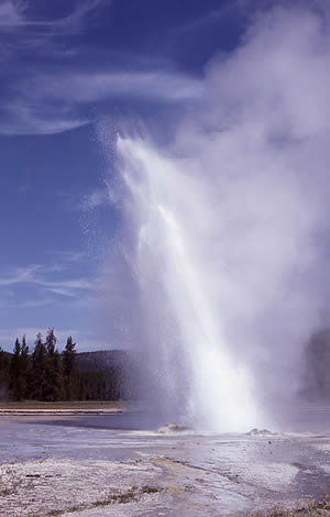 Daisy Geyser wiki